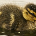 Duckling rescue